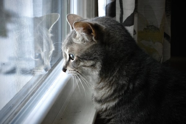 Photography on a Budget: Why Good Photos Are Made Through Technique and Not Tech.